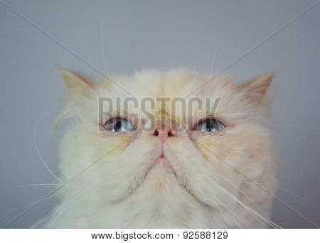 Cat - Persian Himalayan Cream Point