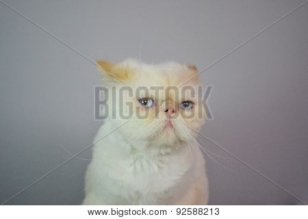 Cat - Persian Himalayan Cream Point