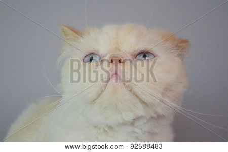 Cat - Persian Himalayan Cream Point