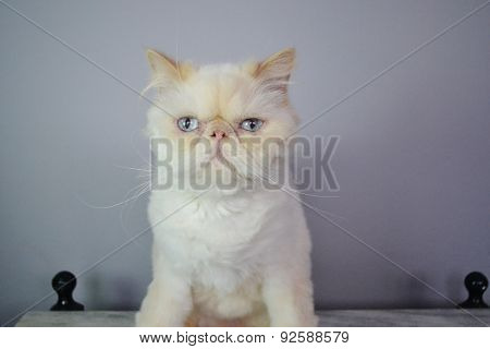 Cat - Persian Himalayan Cream Point