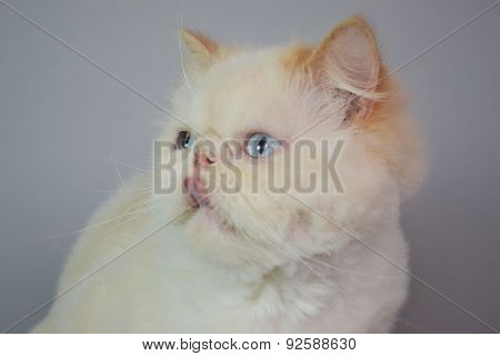 Cat - Persian Himalayan Cream Point