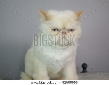 Cat - Persian Himalayan Cream Point