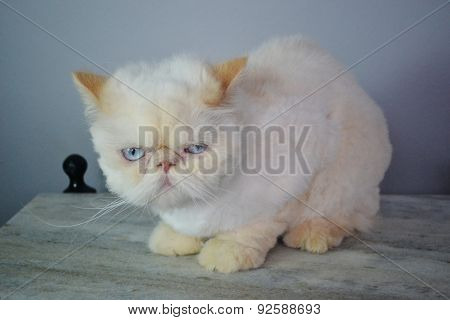 Cat - Persian Himalayan Cream Point