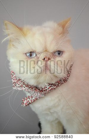 Cat - Persian Himalayan Cream Point