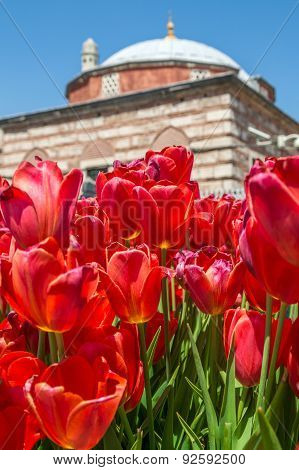 Red tulips in front of the Aya Sofia, Istanbul