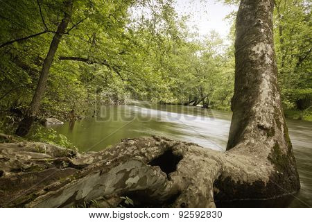 American sycamore grows at the edge of a creek on a hot summer day