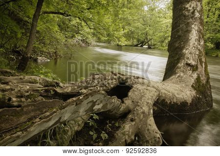 Magical Forest Swamp