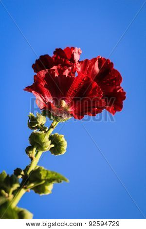 Portrait of Hollyhock Flower