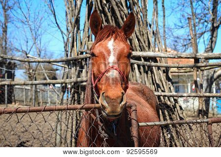 Portrait Of A Horse In The Countryside