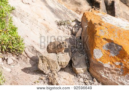 Juvenile Rock Hyrax
