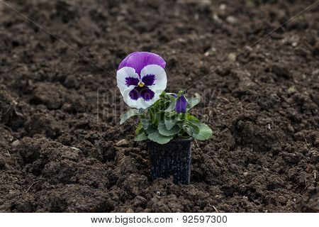 Pansy Flower Pot On Ground