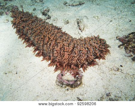 Closed Up The Sea Cucumber Underwater In North Andaman, Thailand
