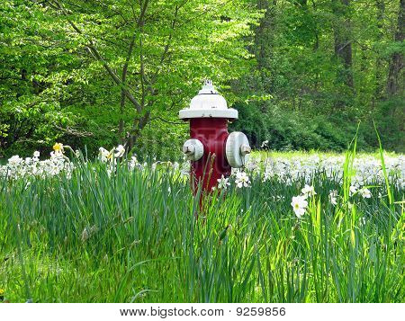 ไฟ Daises