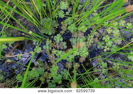 Marsilea quadrifolia (Four-leaved water clover)
