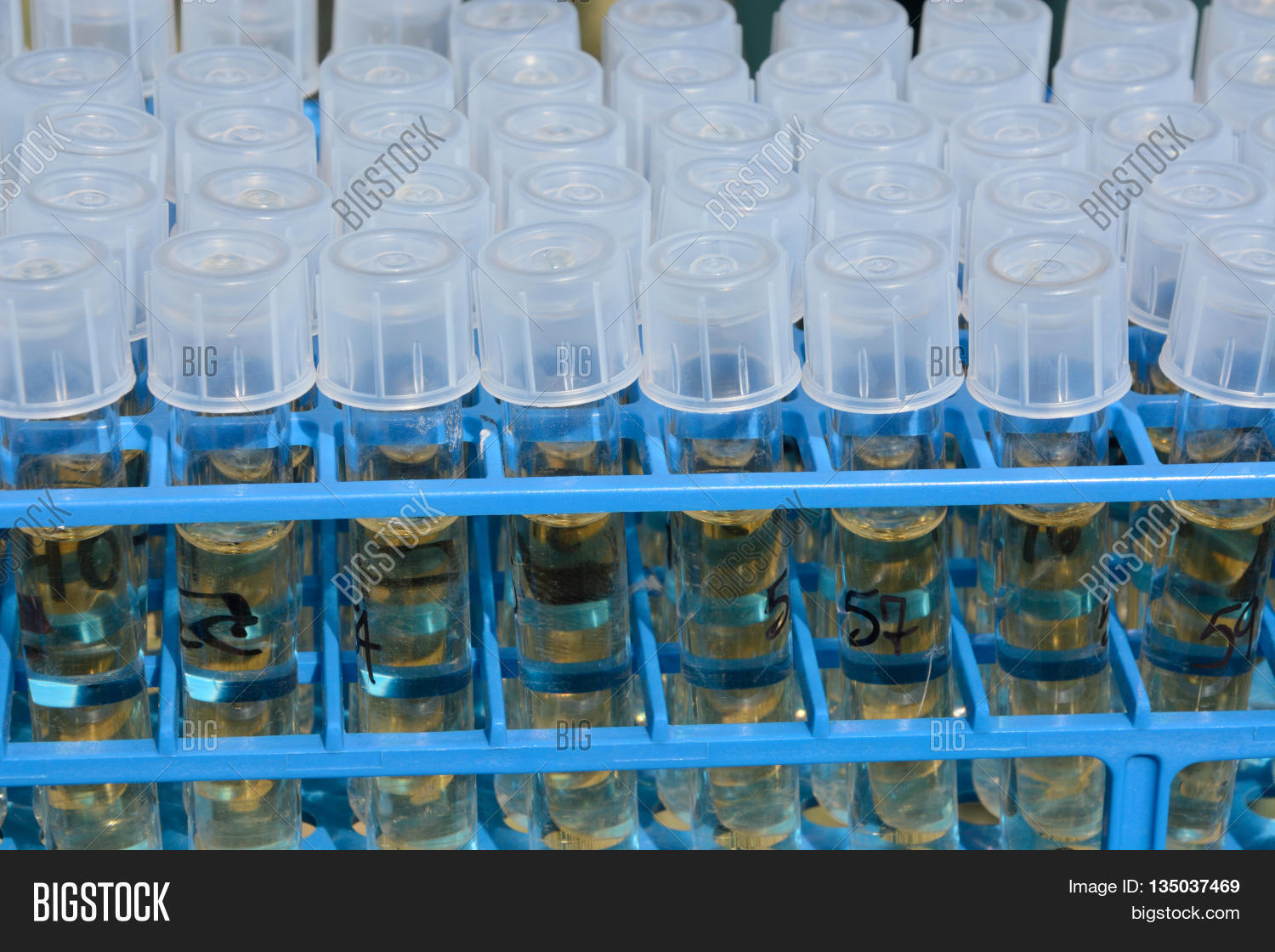 Veterinary Test Tubes Image & Photo (Free Trial) Bigstock
