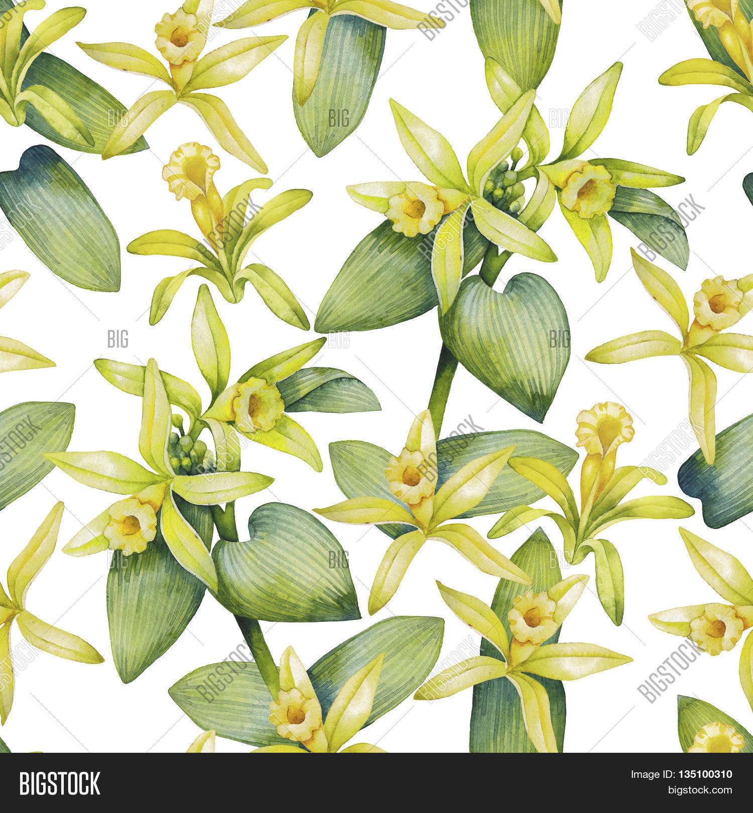 Watercolor Vanilla Image & Photo (Free Trial) Bigstock