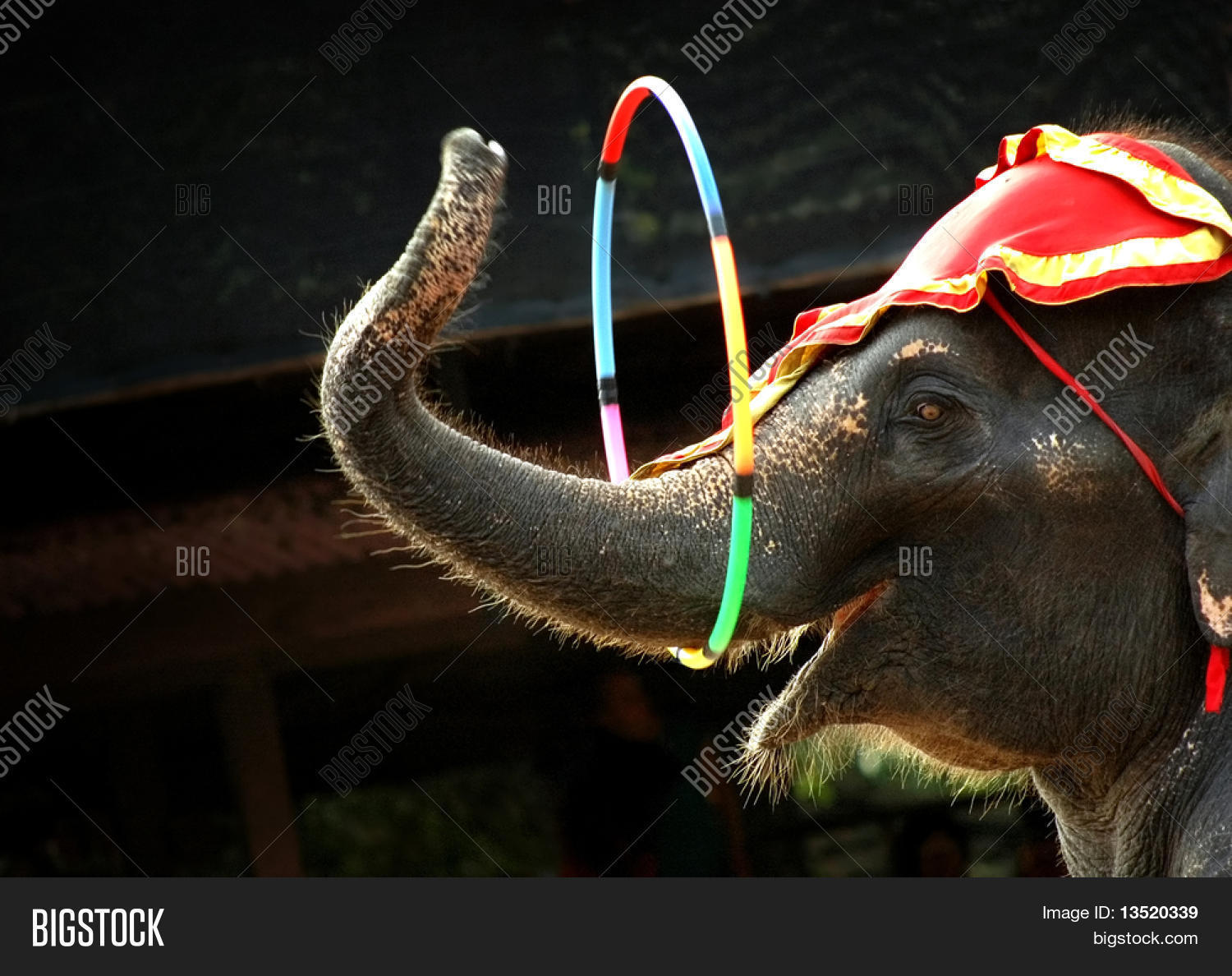 Elephant Act Image & Photo (Free Trial) Bigstock