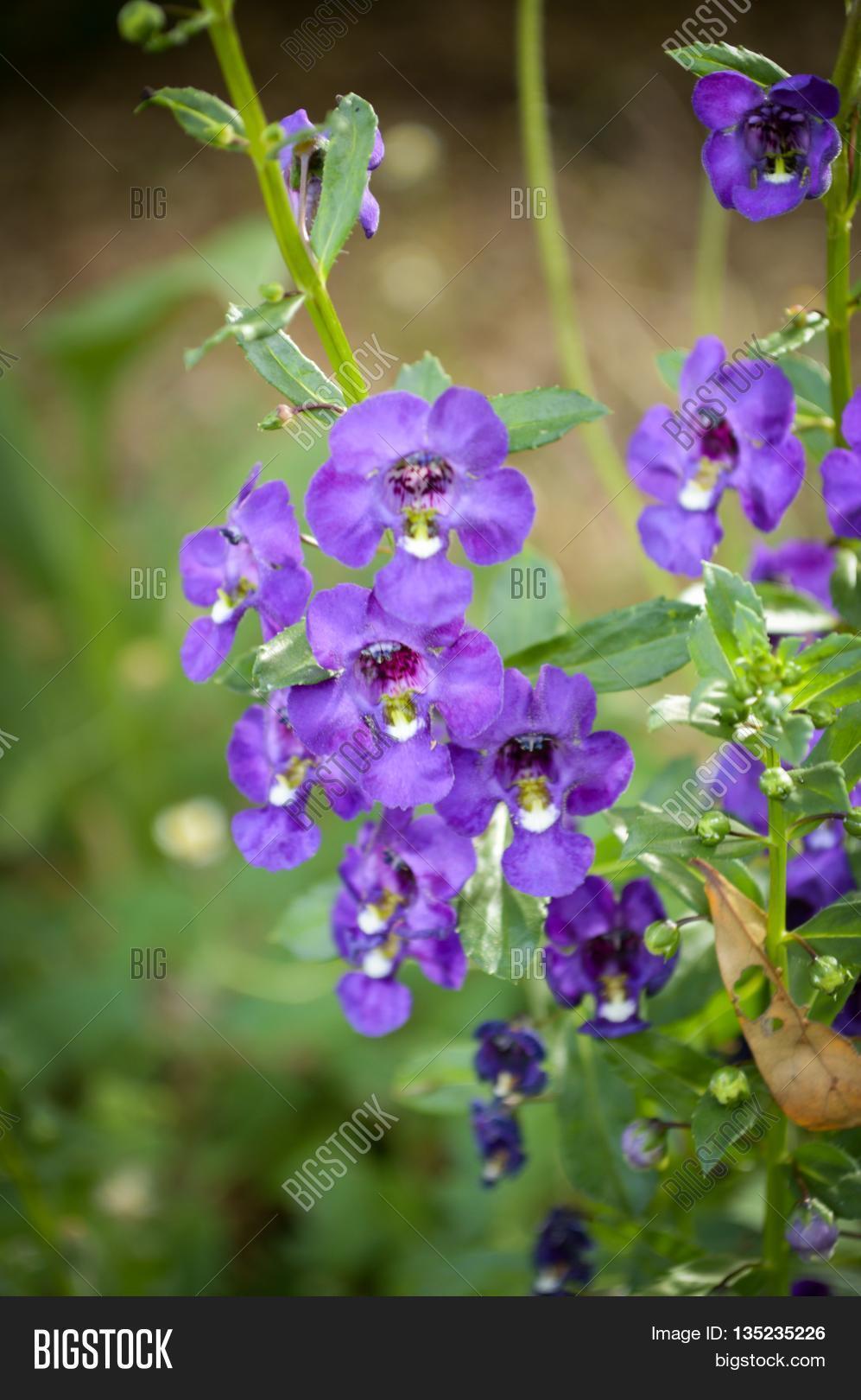 Purple Me Not Image & Photo (Free Trial) Bigstock