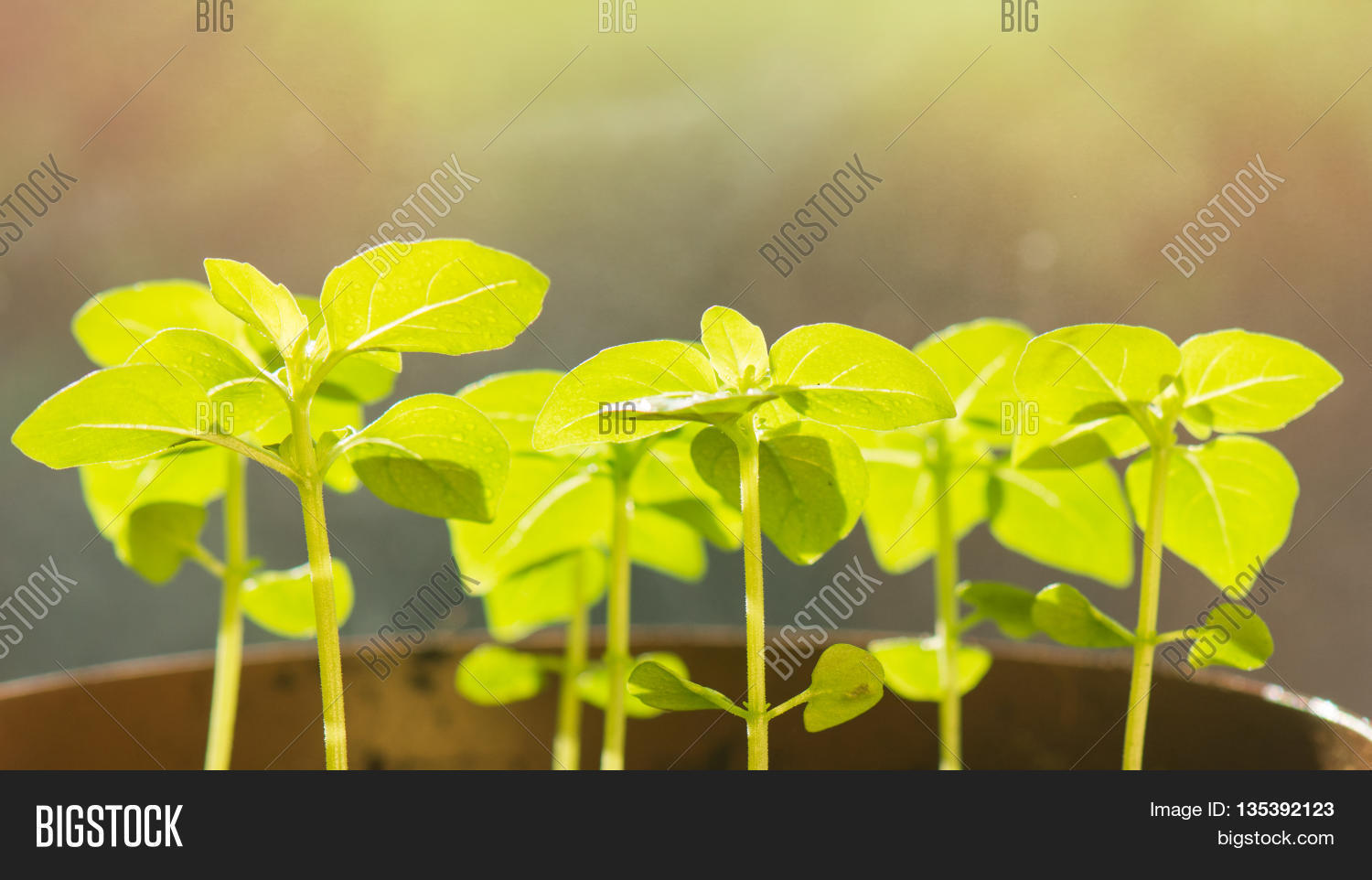 Young Basil Sprouts Image & Photo (Free Trial) Bigstock