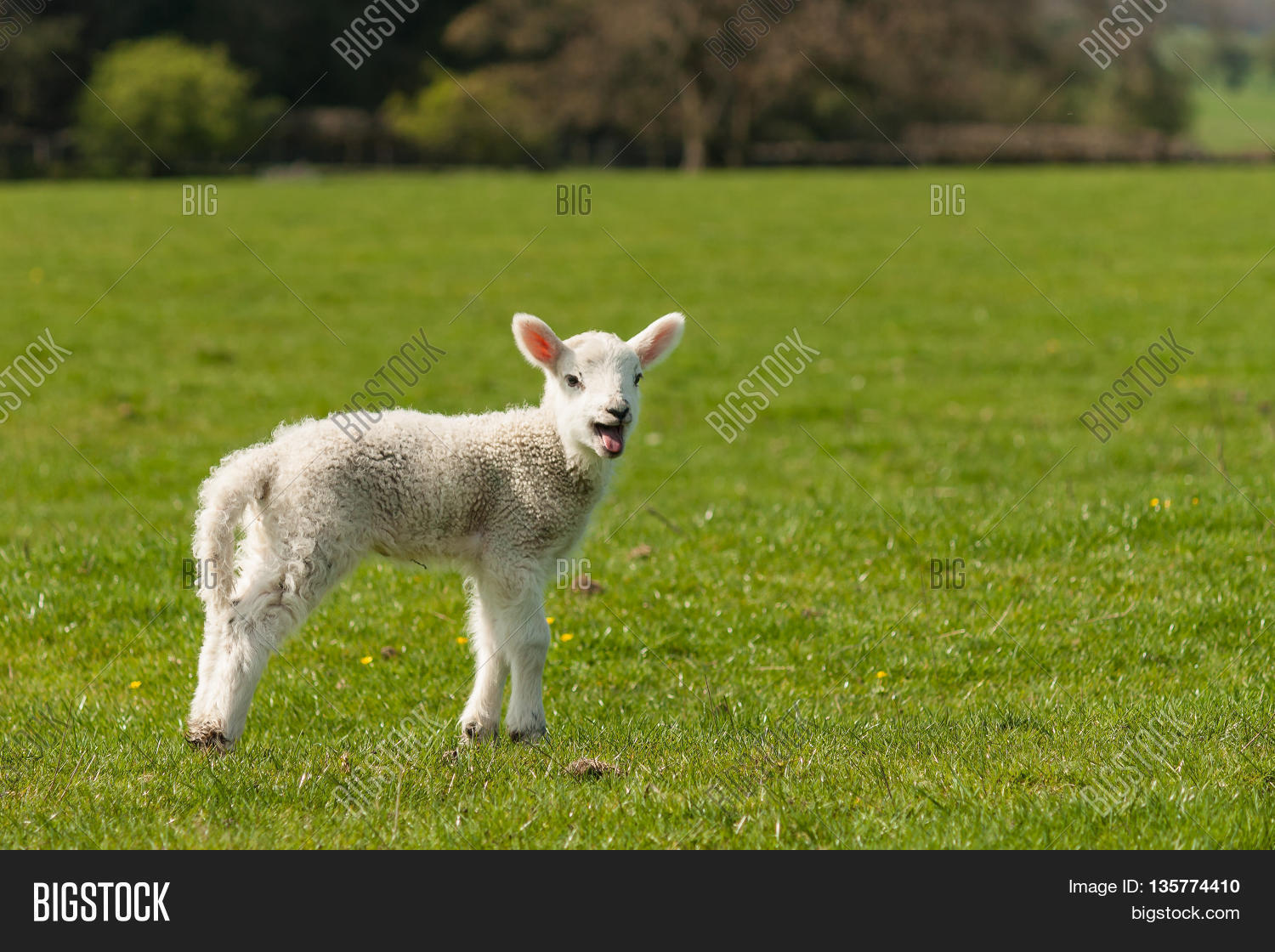 Isolated Bleating Image & Photo (Free Trial) Bigstock