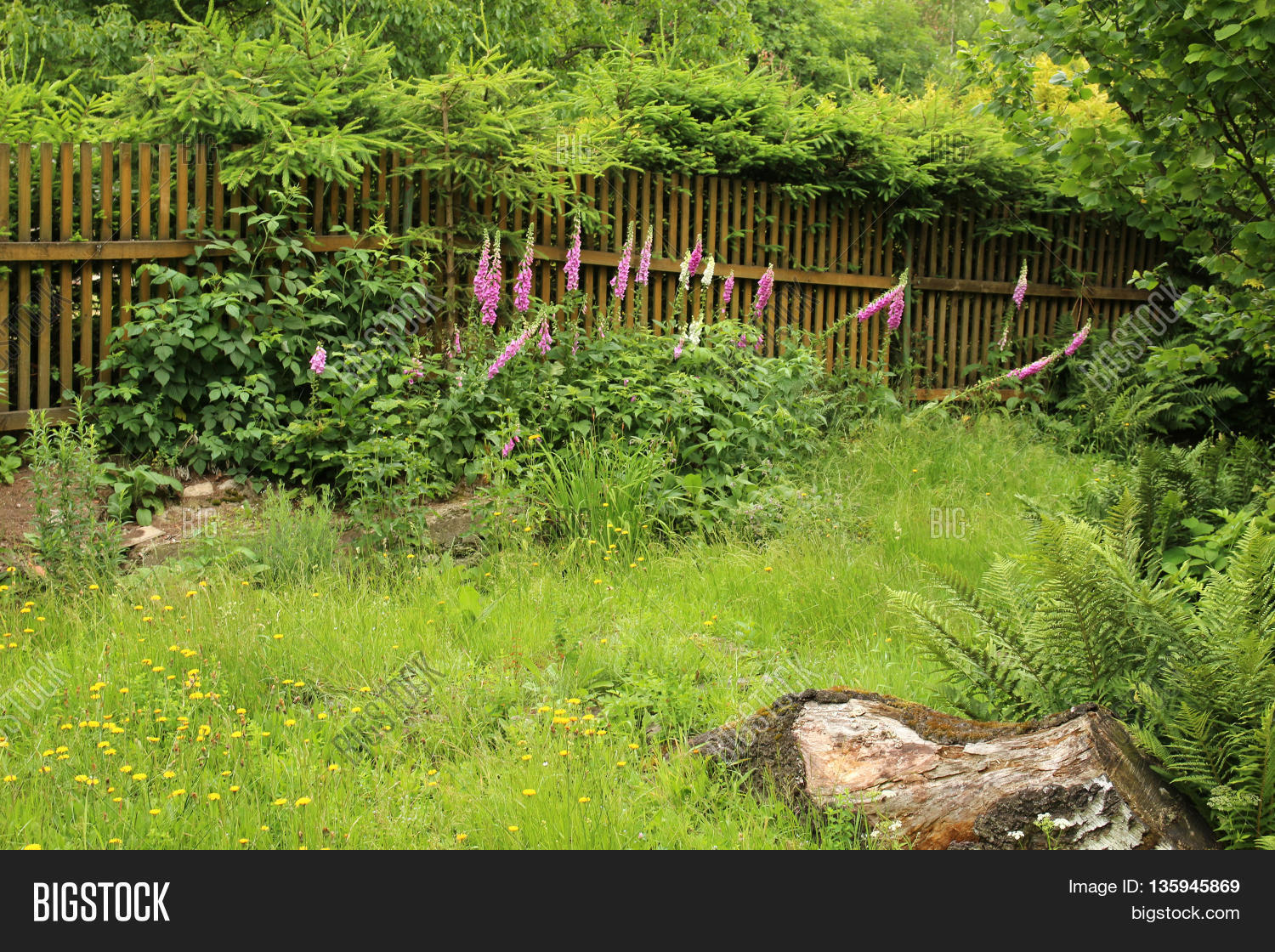 Overgrown Garden Image & Photo (Free Trial) Bigstock