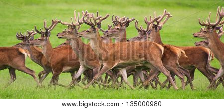 Herd of red deer running through a field