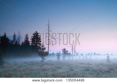 coniferous forest at misty summer at sundown