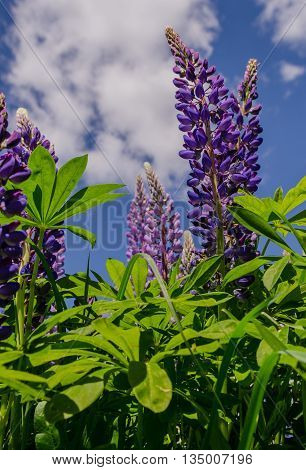 Old garden with spring violet lupine field