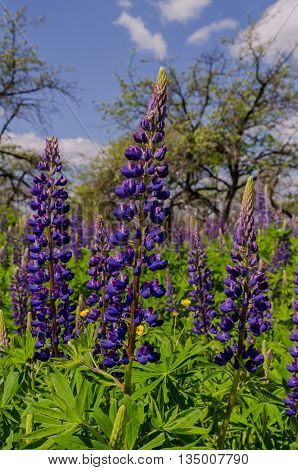 Old garden with spring violet lupine field