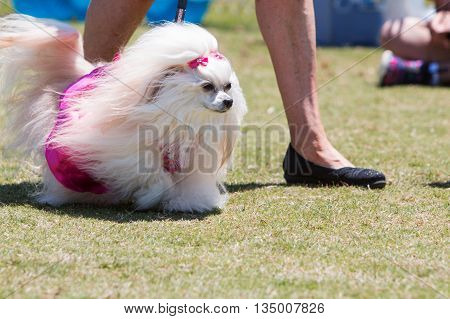 SNELLVILLE, GA - MAY 14 2016:  A pretty poodle with long flowing fur walks in a dog costume contest at the Pawfest dog festival in Snellville GA on May 14 2016.