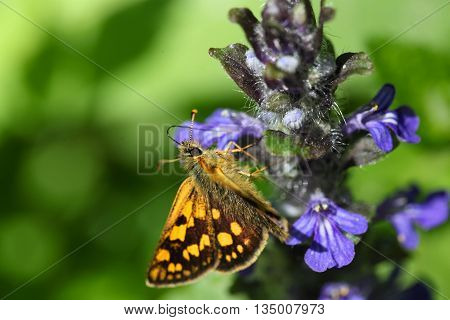 A Chequered skipper or Arctic skipper (Carterocephalus palaemon)