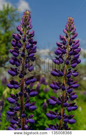 Old garden with spring violet lupine field