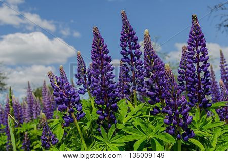 Old garden with spring violet lupine field