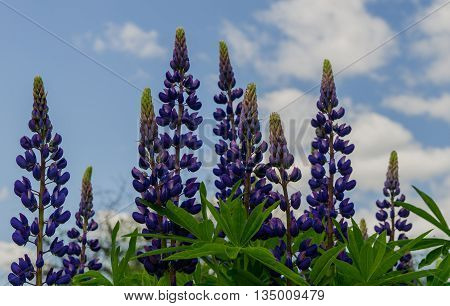Old garden with spring violet lupine field