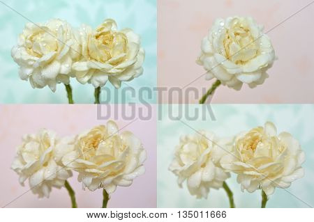 Jasmine flower, Jasminum sambac, Family Oleaceae, Central of Thailand