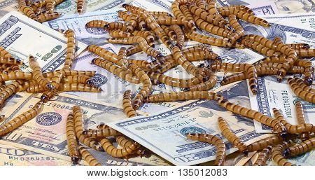 Economic crisis concept with money and worms, closeup background