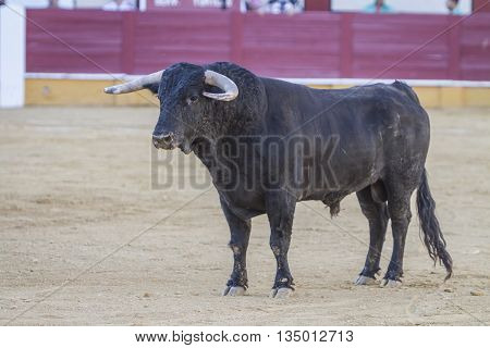 Cabra SPAIN - September 5 2010: Bull about 650 Kg in the sand Cabra Spain
