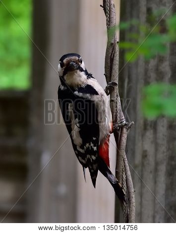 Great spotted woodpecker on a tree branch