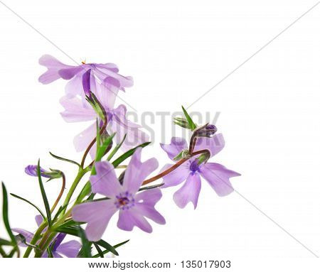 Small lilac flowers isolated on a white background. Close up small depth of sharpness copyspace right