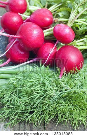 Red radish and dill on a a wooden bench