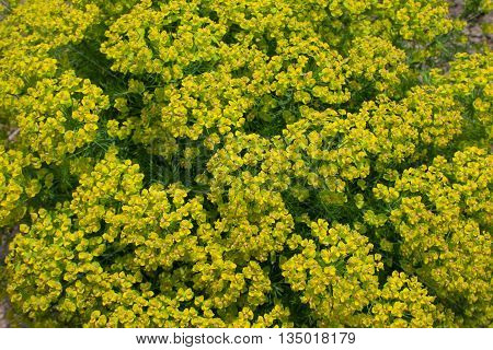 background cypress spurge. Green plant with small yellow flowers at the top