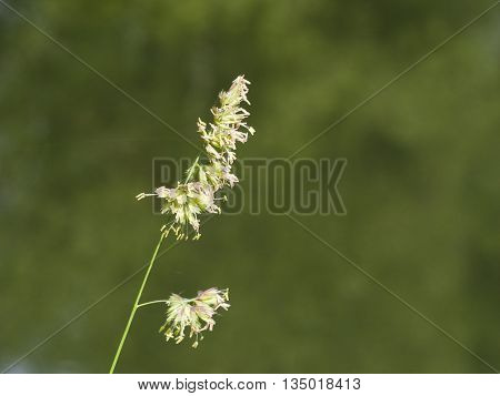 Flowers on Cock's-foot or Cat grass Dactylis glomerata closeup with green bokeh background selective focus shallow DOF
