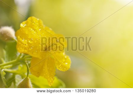 Yellow greater celandine flower covered by water drops after rain against blurred background closeup with shallow depth of field have place for text