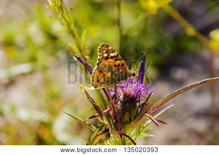 Insects feeding on the nectar of flowers inside