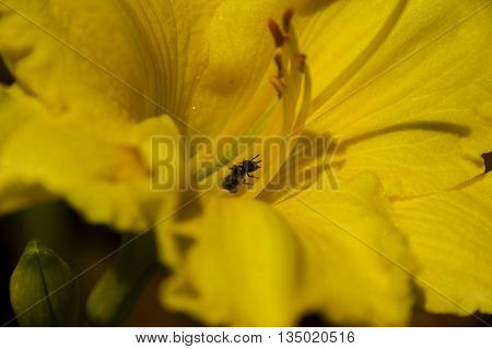Insects feeding on the nectar of flowers inside