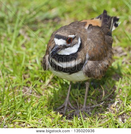 Killdeer on the grass in the daytime in North Carolina
