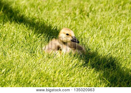 a Canada Goose Gosling sitting in green grass in the shadow of a lamp post in Edmonton, Alberta, Canada