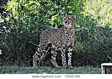 Cheeta