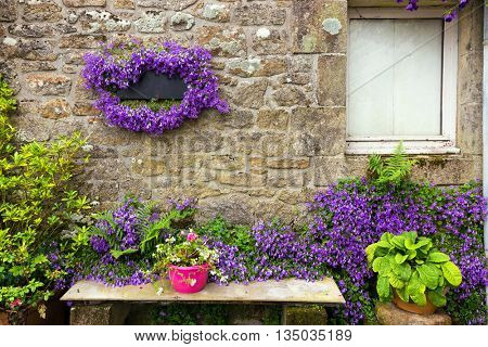 Campanula flowers on granite house wall in Locronan village, Brittany, France