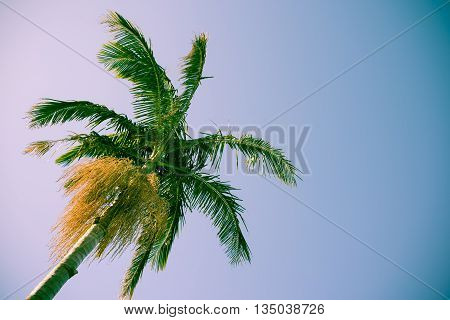 Palm tree against sky low angle point of view retro style color tones